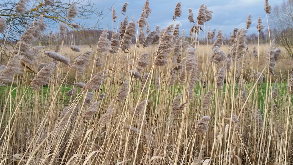 Aux Charmes De La Campagne Villa Hautrage Bagian luar foto